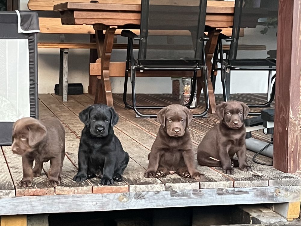 Labradory Retrivery szukają domu