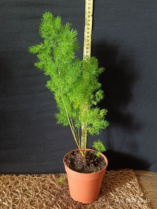 Аспарагус Умбеллатус