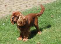 Cavalier King Charles Spaniel - ZKwP / FCI - Odchowany  Piesek