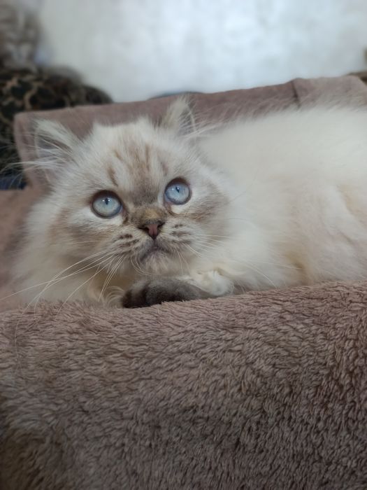 Пушистый персидский котёнок