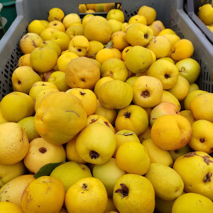 Pigwowiec owoce Brzeziny