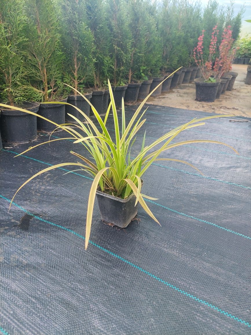 Szkółka roślin oferta sprzedażowa