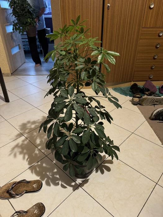 Kwiatek doniczkowy duzy