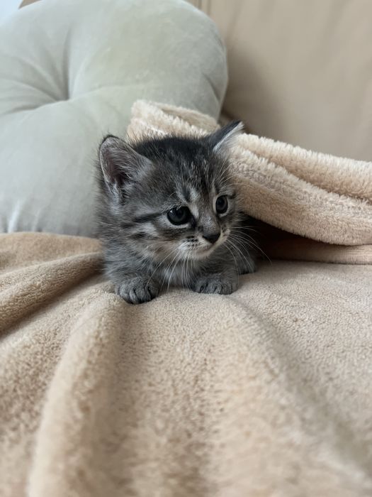 Кошенята шукають дім