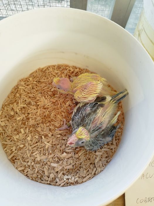 Caturra para criar á mão