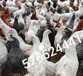 Kury Rosa Leghorn Dominant Lohman Greenshel