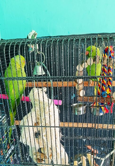 Aleksandretty obrożne Zielone Ręcznie Karmiona Samiec Samica