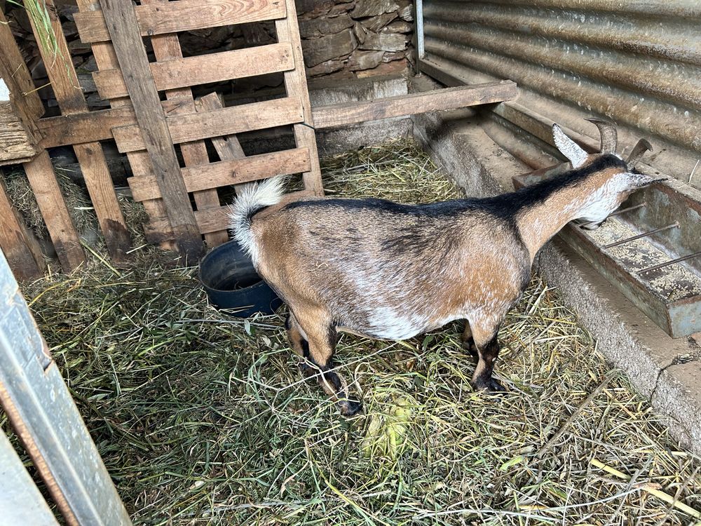 Cabras micro anas