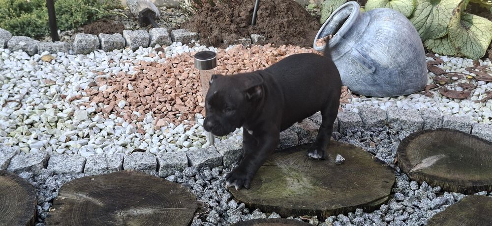 Piesek amstaff z dokumentami