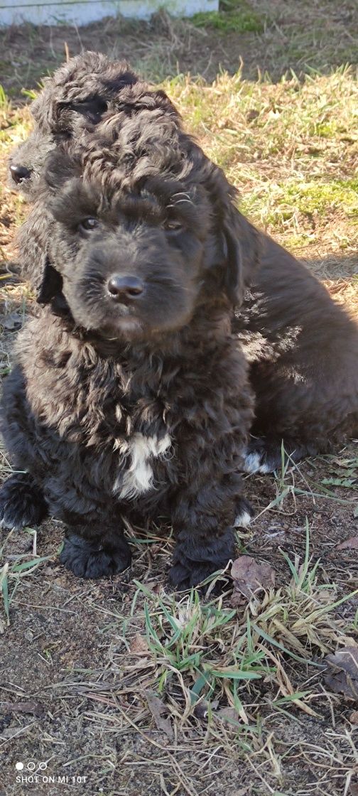 Labradoodle szczenię z metryką