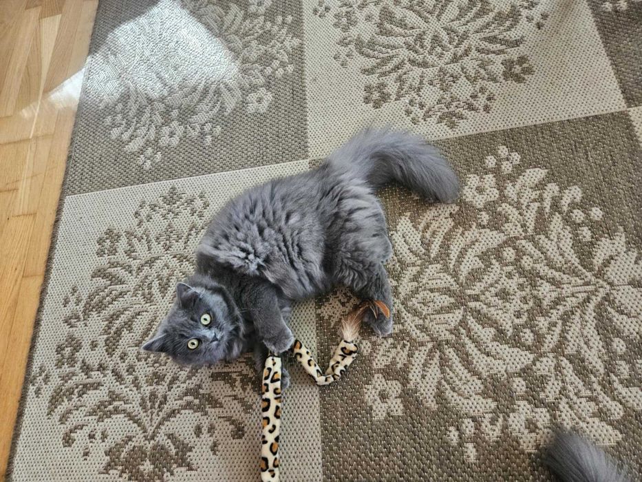 Koty syberyjskie, kotki syberyjskie