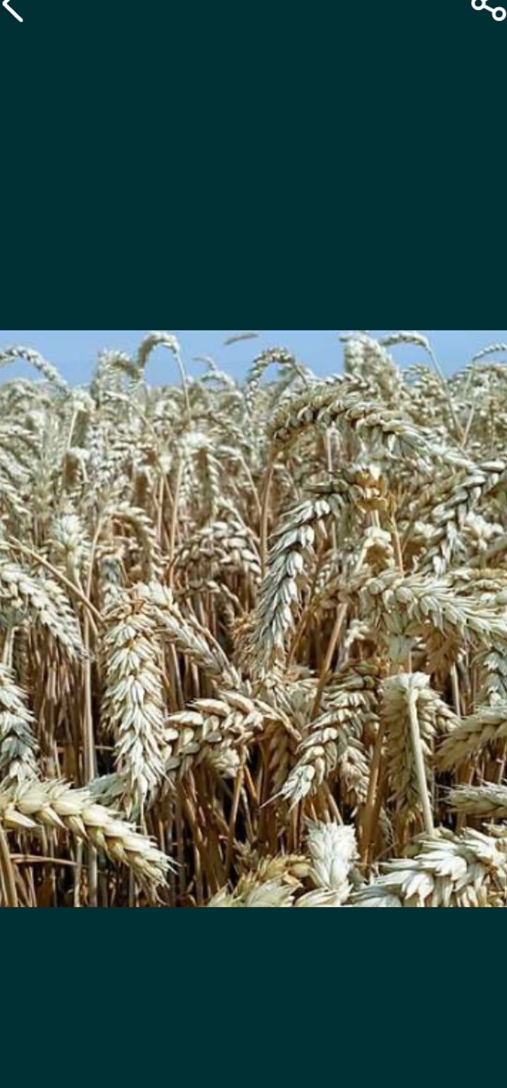 Продам пшеницю, овес, кукурудза, ячмінь, обмішка(дерть)