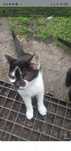 Kotek do adopcji