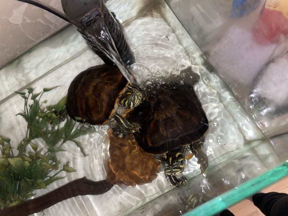 2 żółwie + akwarium z akcesoriami