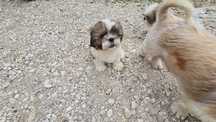 SHIH TZU śliczny szczeniak