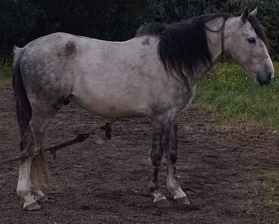 Cavalo capado 6 anos