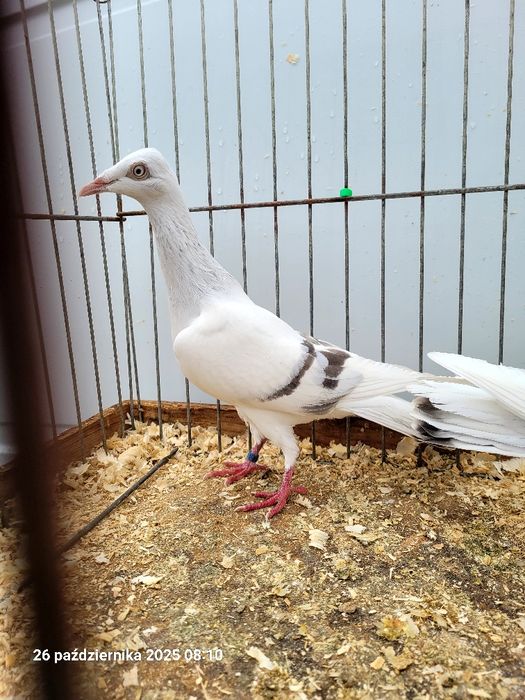 Gołębie żałobniki, pasiaki, srebrniaki