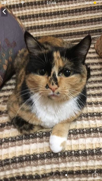 Котики в добрі руки