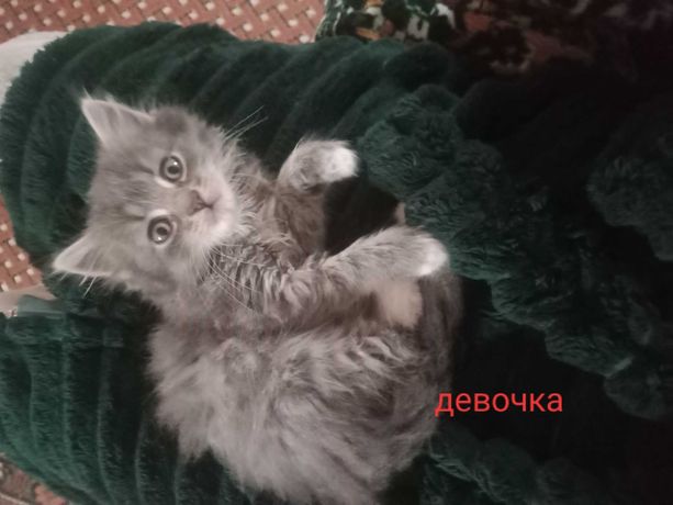 Отдам Котят в доброе руки