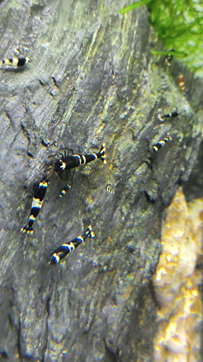 Krewetki Caridina Taiwan Bee Panda
