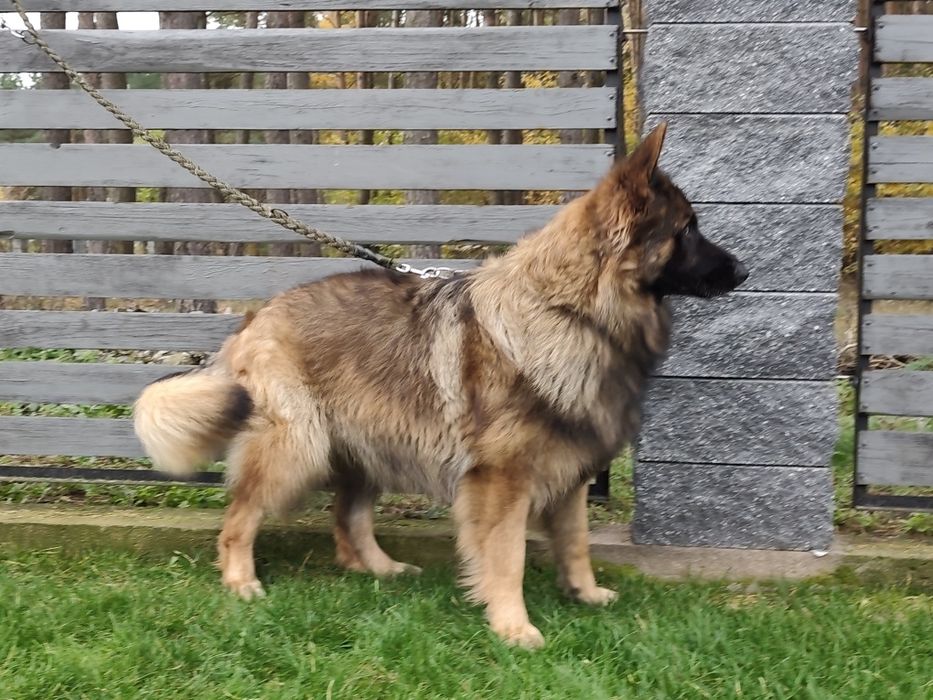 Owczarek niemiecki długowłosy piesek