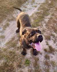 Oddam suczke Cane Corso