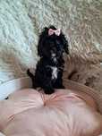 Cavapoo suczka black mama cavalier tata pudel toy red
