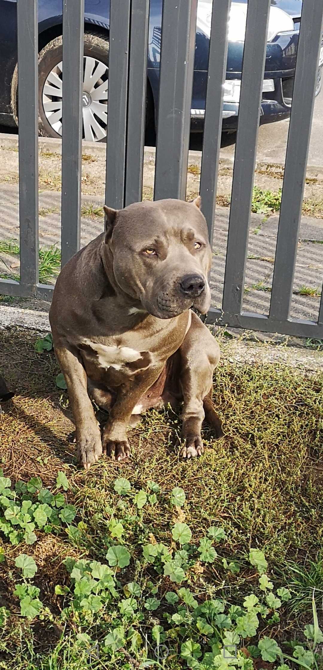 American Staffordshire Terrier piękny samiec.