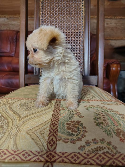 Chipoo, chihuahua długowłosa & Pudel toy,  sunia