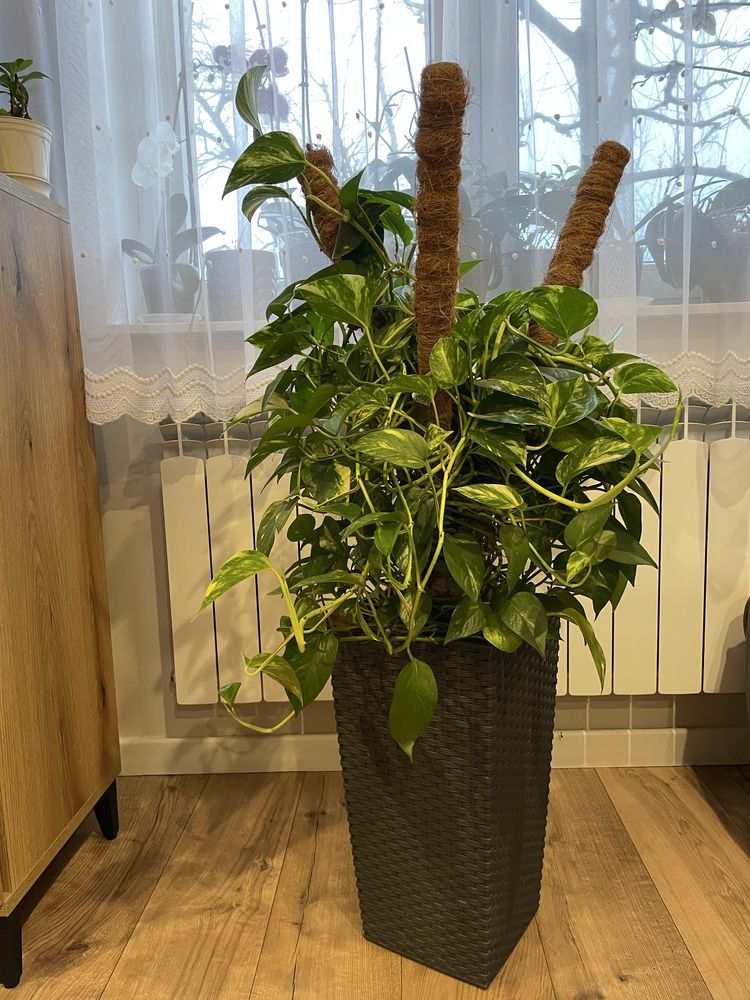 Epipremnum Aureum