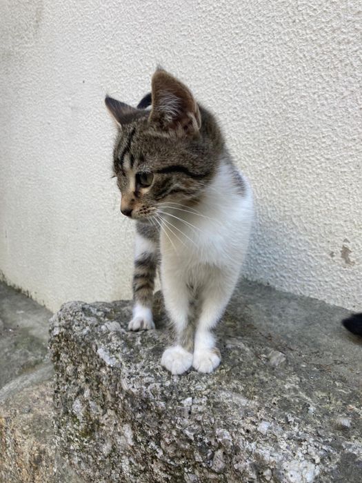 Gatinhos bebes para adocao