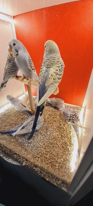 Papużki faliste TCB