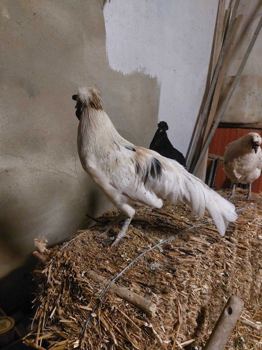 Galos jovens disponíveis