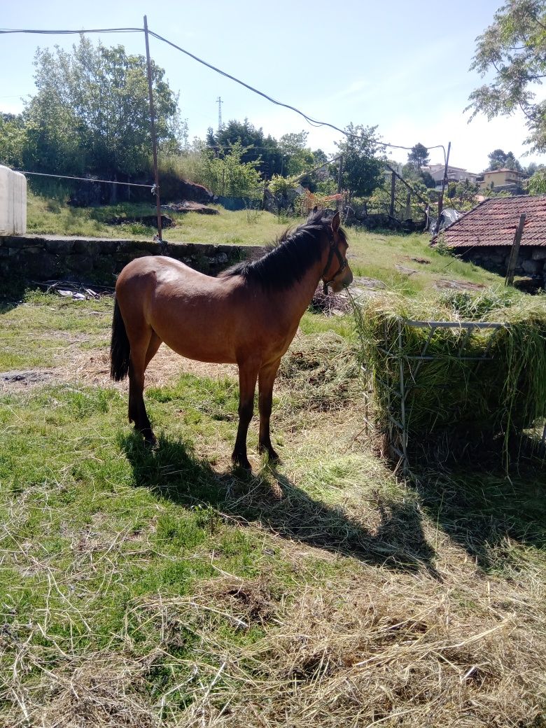 Casal de cavalos garranos