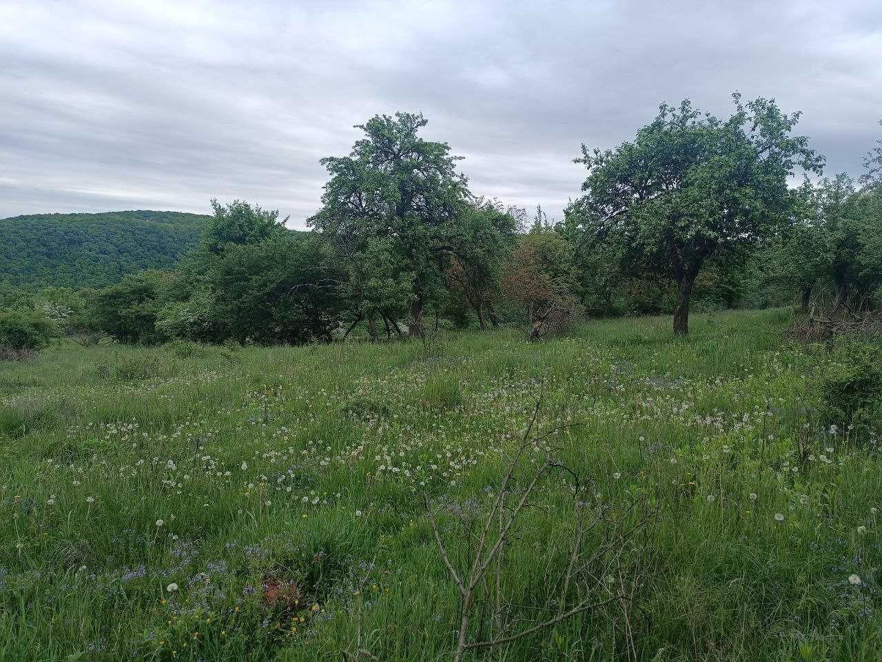 Земельна ділянка