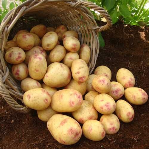 Продам картоплю домашню.