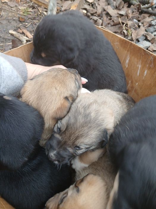 Шукають нову домівку