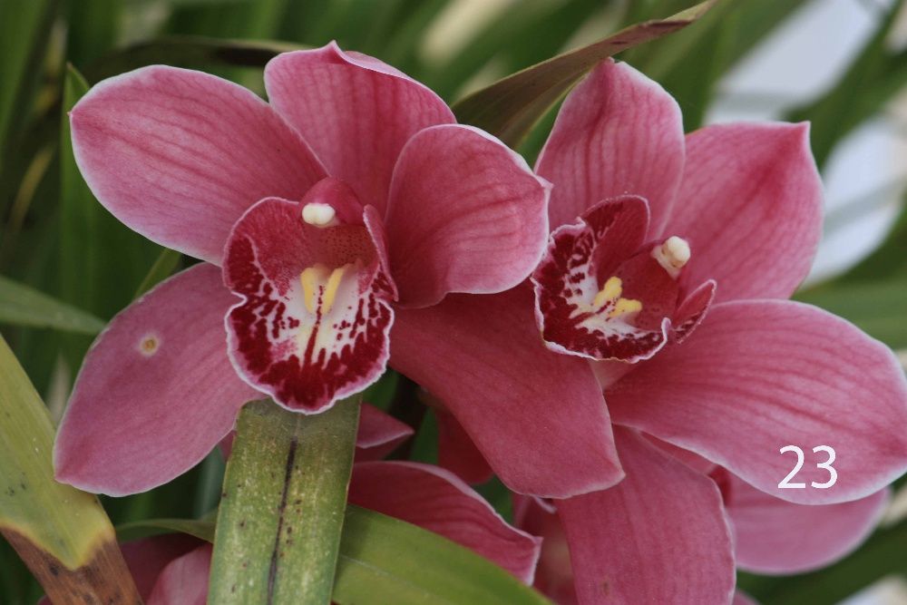 Orquideas-Bolbos de Orquidias Naturais