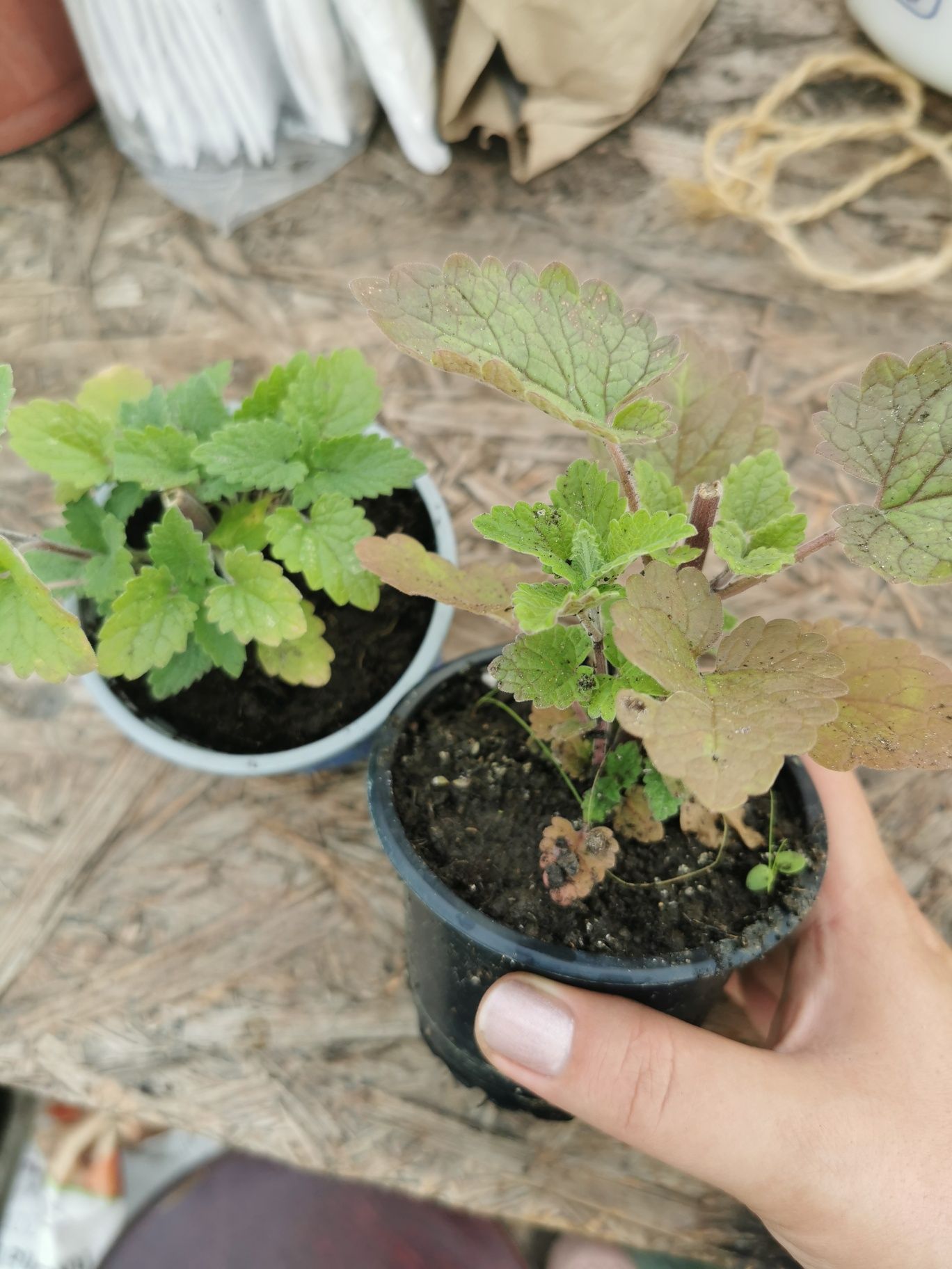 Melisa Cytrynowa szadzonka w doniczce