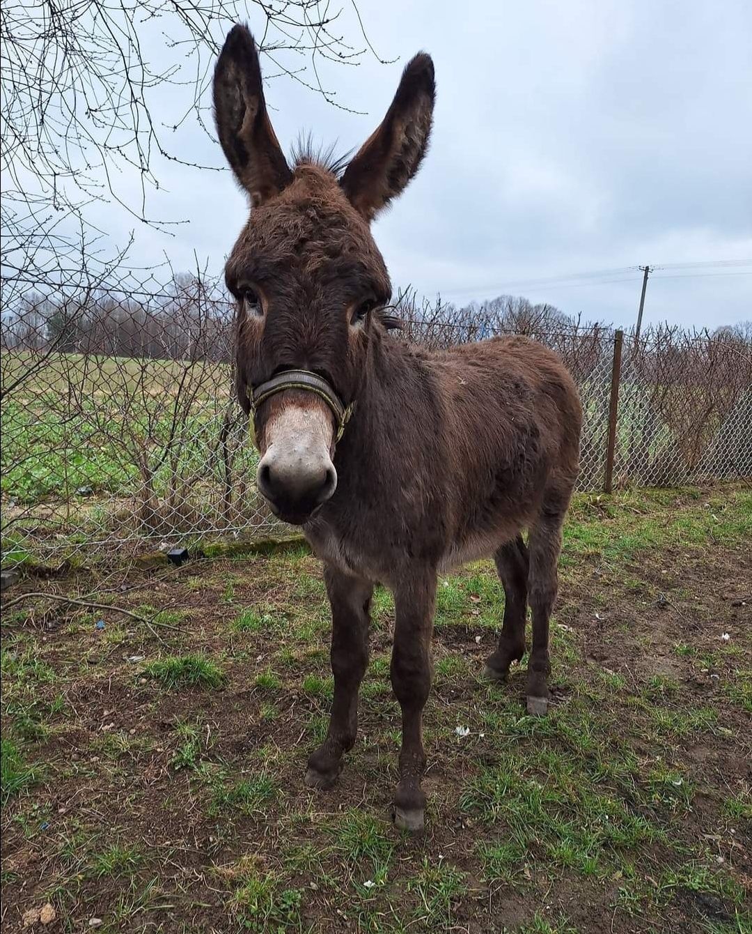 Osioł Osiołek 3 latek