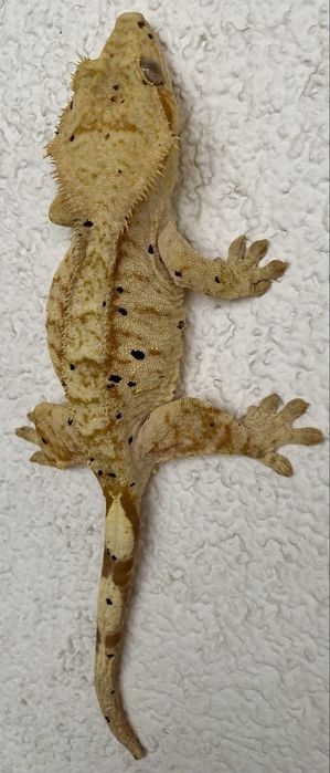 Gekon orzsiony samiec SAMICA