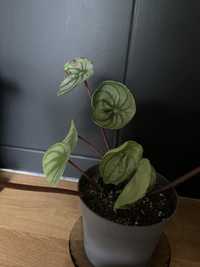 Pilea - pieniążek