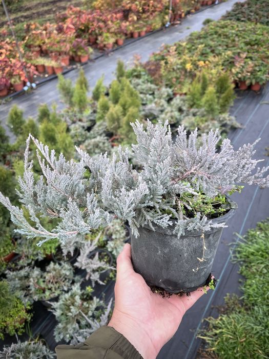 Туя смарагд, даніка, ялина коніка, ялівці, сосна звичайна, ялина