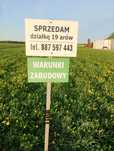 sprzedam budowlaną działkę 19 arów