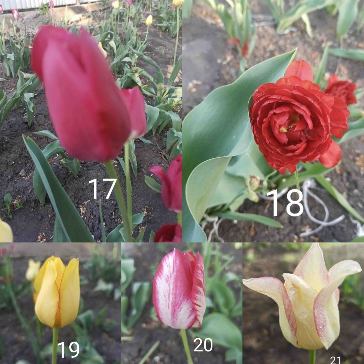 Цибулини тюльпанів на літо