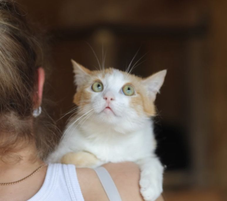 Арчі 1 год, котик, кошеня, крута дитина