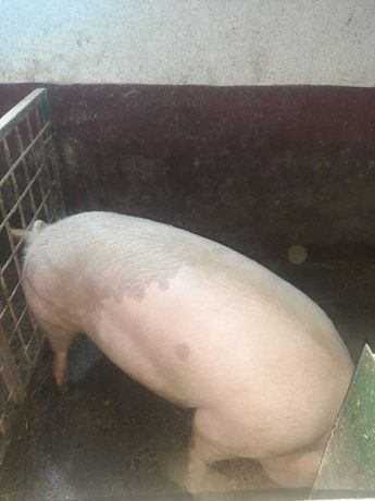Продам свиню домашню 220+ кг