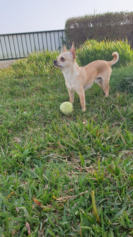 Chihuahua procura namorada