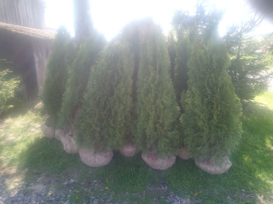 Tuje Szmaragd i brabant  od 100 do 220cm oraz _szmaragd żółty 100cm