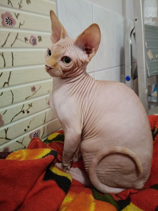 Rudy kocurek sfinks kanadyjski legalna hodowla FPL